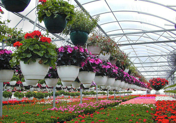 افتتاح دو زنجیره تولید محصولات گلخانه‌ای در بیضا