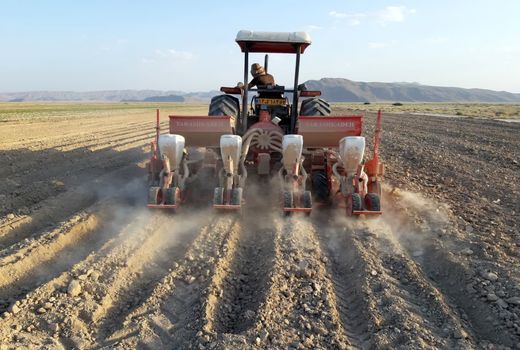 کشت طلای سفید در سطح 3 هزار و 600 هکتار از مزارع زرین دشت  