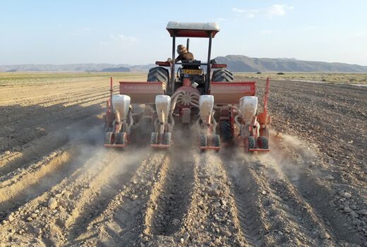 کشت طلای سفید در سطح 3 هزار و 600 هکتار از مزارع زرین دشت  