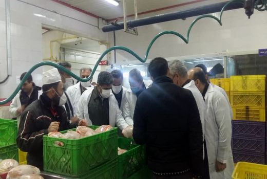  متخلفان تولید و عرضه مرغ نقره داغ خواهند شد 