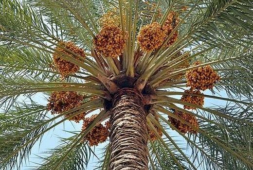 صادرات خرما با گواهی ارتقاء سلامت 