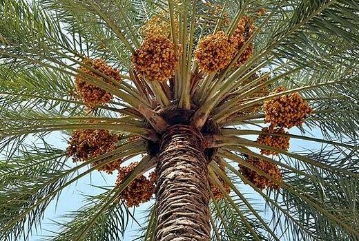 خوشه بندی نخیلات قیروکارزین برای افزایش کیفیت محصول