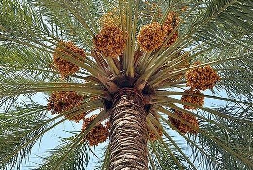 پیش بینی تولید 200 هزارتن خرما در فارس 