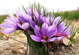 اختصاص بیش از 150 هکتار از اراضی شهرستان سیرجان به کشت زعفران