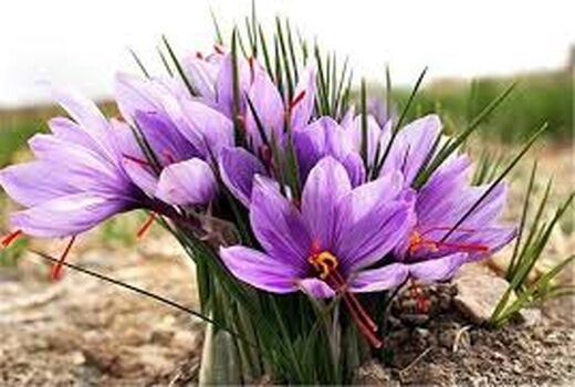 اختصاص بیش از 150 هکتار از اراضی شهرستان سیرجان به کشت زعفران 