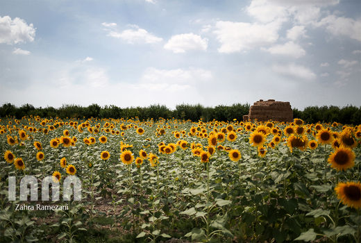 اختصاص بیش از 2 هزار و 200 هکتار از زمین‌های کشاورزی منطقه کالپوش به کشت آفتابگردان