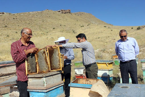 اشتغال 1500 نفر در صنعت زنبورداری مرند/ تولید 450 تن عسل از کندوهای مرند