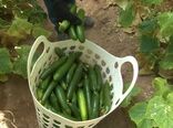 فصل برداشت خیار و سبزیجات گلخانه‌ای در تابستانِ میمه
