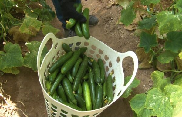 فصل برداشت خیار و سبزیجات گلخانه‌ای در تابستانِ میمه
