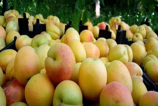  پیش‌بینی برداشت ۱۰۰۰ تن زردآلو از باغات شهرستان