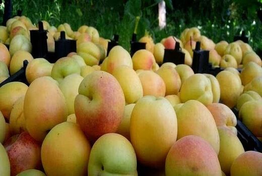  پیش‌بینی برداشت ۱۰۰۰ تن زردآلو از باغات شهرستان