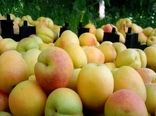  پیش‌بینی برداشت ۱۰۰۰ تن زردآلو از باغات شهرستان