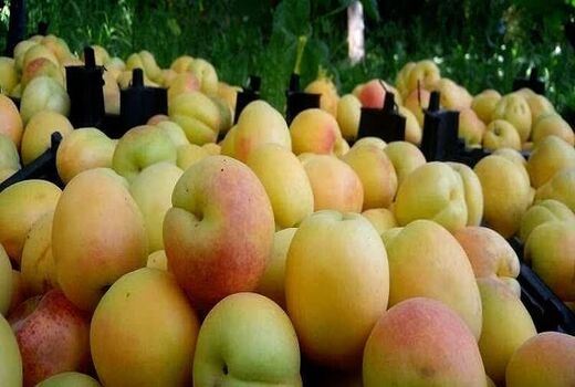  پیش‌بینی برداشت ۱۰۰۰ تن زردآلو از باغات شهرستان