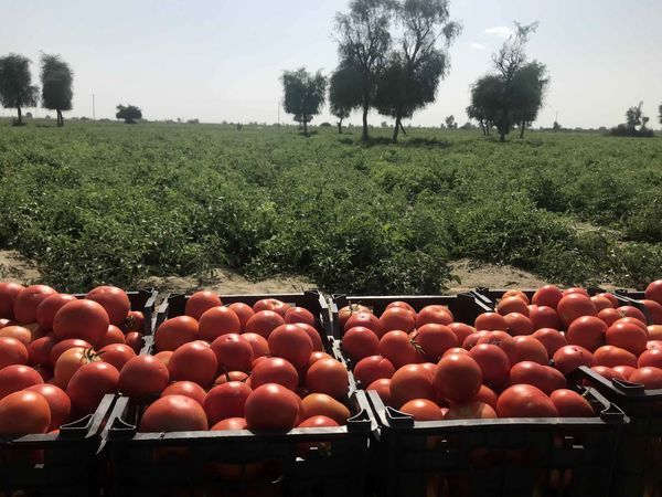 برداشت55هزارتن گوجه فرنگی درسیستان وبلوچستان