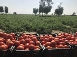 برداشت55هزارتن گوجه فرنگی درسیستان وبلوچستان