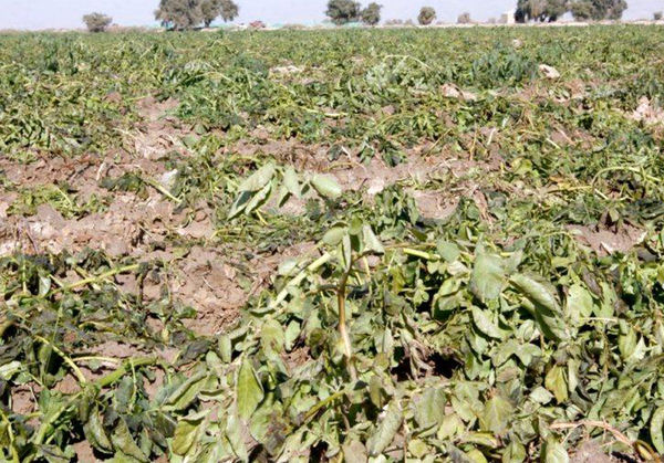 سرما به اراضی کشاورزی شهرستان شیروان خسارت زد