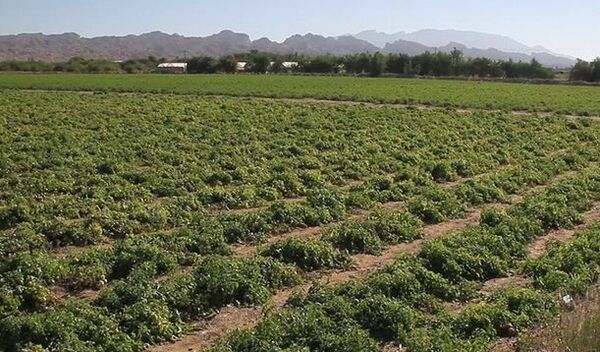 افزایش برداشت ‌گوجه فرنگی در ‌بوشهر/ قیمت در بازار کاهشی می‌شود 