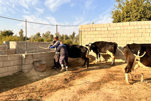 واکسیناسیون بیش از 12 هزار راس دام علیه بیماری لمپی اسکین در رامهرمز