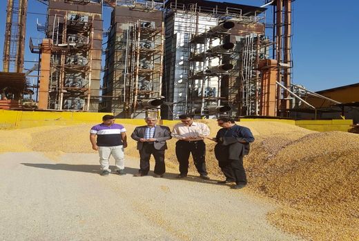 خوزستان با تولید 35 درصد ذرت دانه‌ای در رتبه اول کشور