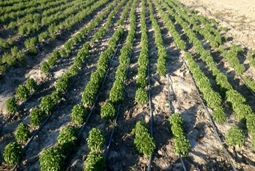 سطح زیر کشت گیاهان داروئی در شهرستان ارزوئیه 3 هکتار افزایش یافته است