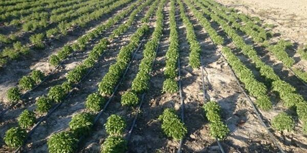 سطح زیر کشت گیاهان داروئی در شهرستان ارزوئیه 3 هکتار افزایش یافته است