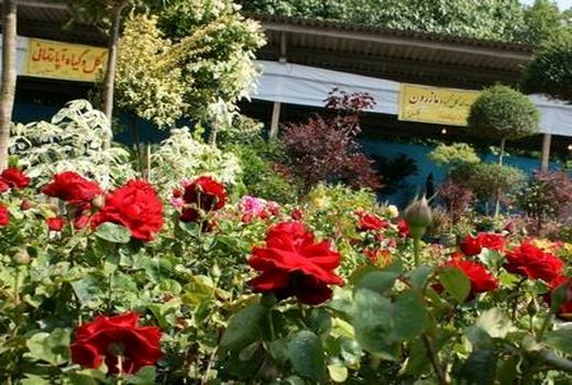 صادرات 78 هزار اصله گل از نوشهر به خارج از کشور