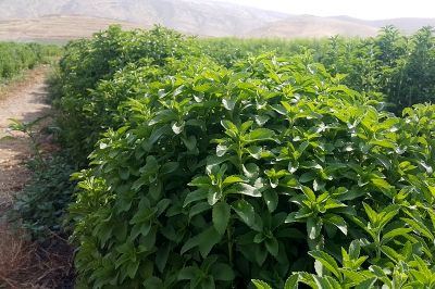 توزیع بذر رایگان به کشاورزان متقاضی کشت جایگزین