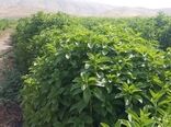 توزیع بذر رایگان به کشاورزان متقاضی کشت جایگزین
