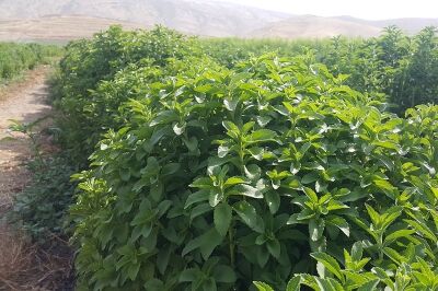 توزیع بذر رایگان به کشاورزان متقاضی کشت جایگزین