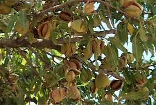 دو برابر شدن کشت بادام دیم تا دو سال آینده در فریدونشهر