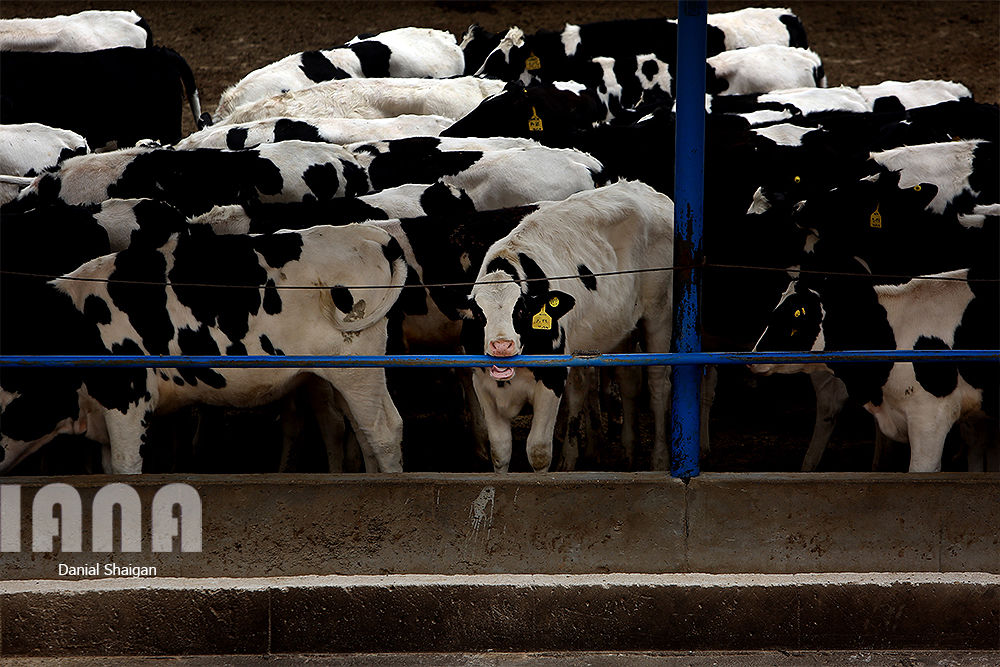 گاوداری هزار راسی ایلام