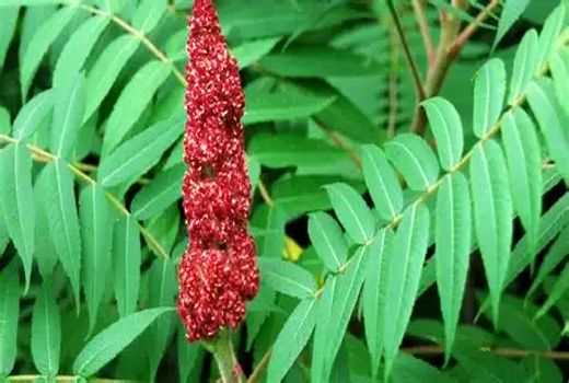 کشت بافت سماق قرمز هوراند به بار نشست/ گامی نو در توسعه کشاورزی بومی