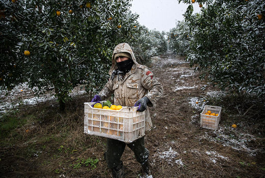 وعده دو ماهه برای حل مشکل کشاورزان بیمه‌شده