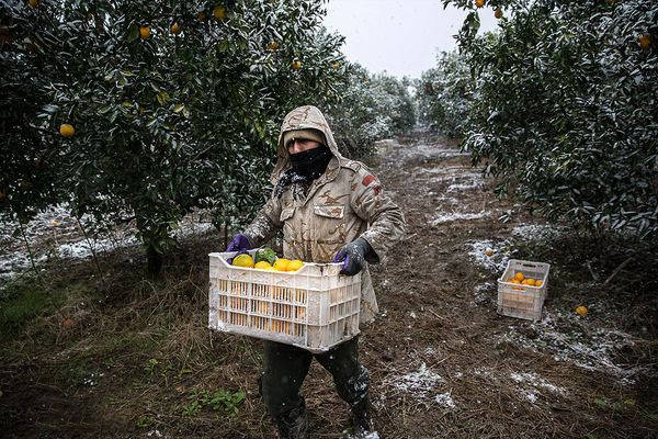 وعده دو ماهه برای حل مشکل کشاورزان بیمه‌شده