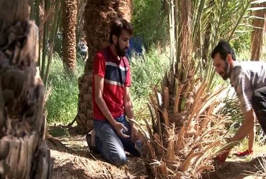 قربانی کردن نخل در خور و بیابانک