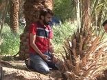 قربانی کردن نخل در خور و بیابانک