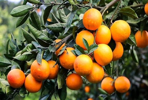 پایان برداشت مرکبات از باغ‌های فسا