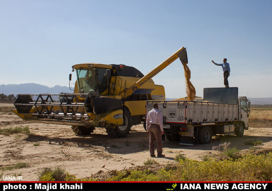 برداشت گندم