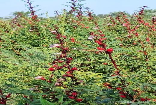 پیش‌بینی برداشت 20 تن محصول چای ترش در کارون