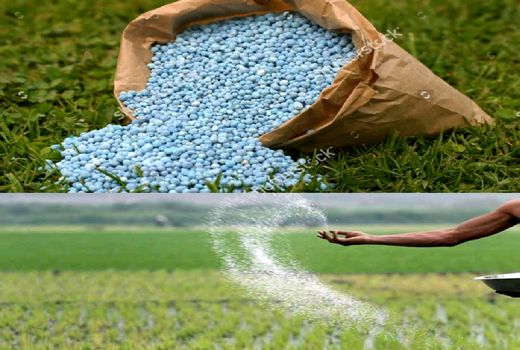 ۳۱ هزار تن کود شیمیایی در گیلان توزیع شد
