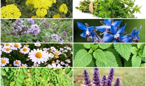 بانک اطلاعات ۱۸۰ گونه، مبنای نخستین الگوی ملی کشت گیاهان دارویی کشور/ نسخه واحدی برای همه استان‌ها وجود ندارد