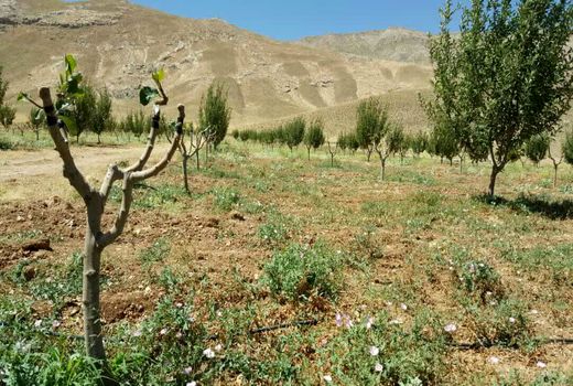 اجرای طرح سرشاخه کاری در ۵۲۰ هکتار از باغات چهارمحال و بختیاری