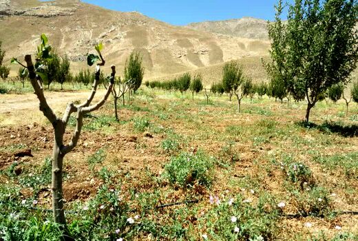 اجرای طرح سرشاخه کاری در ۵۲۰ هکتار از باغات چهارمحال و بختیاری
