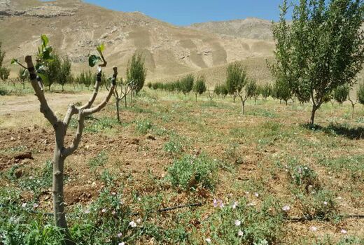 اجرای طرح سرشاخه کاری در ۵۲۰ هکتار از باغات چهارمحال و بختیاری