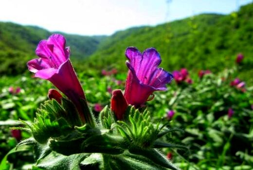  برداشت گیاهان دارویی در شهرستان بروجن آغاز شد 
