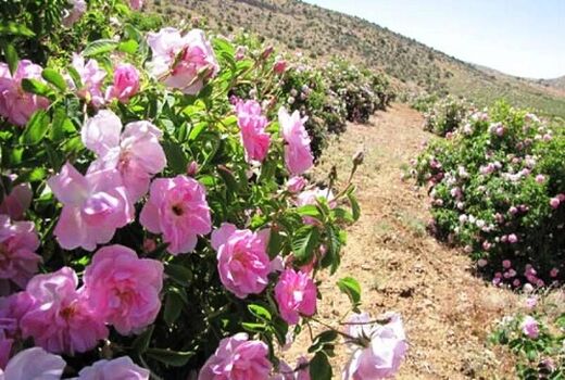 تولید بیش از 60 تن گل محمدی در سپیدان