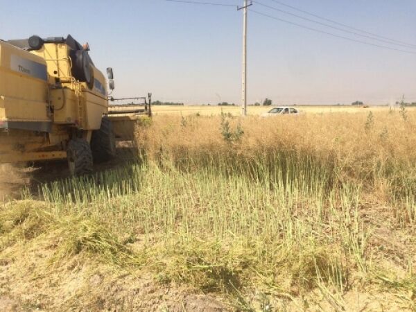 برداشت کلزا از مزارع مرودشت آغاز شد