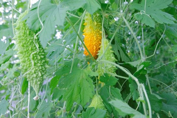 فعالیت ۲۰۷ واحد گلخانه ای در آذربایجان غربی