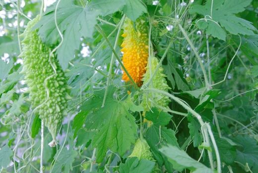 فعالیت ۲۰۷ واحد گلخانه ای در آذربایجان غربی
