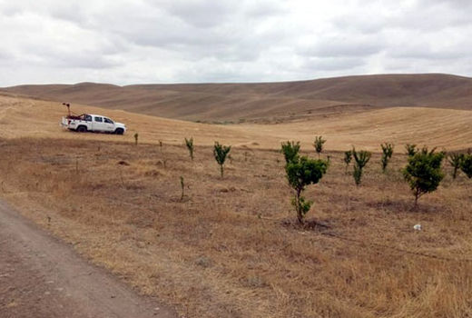 سمپاشی 6 هزار هکتار از مراتع خداآفرین جهت کنترل ملخ 